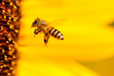 Biene - Bild von Hand Benn auf Pixabay