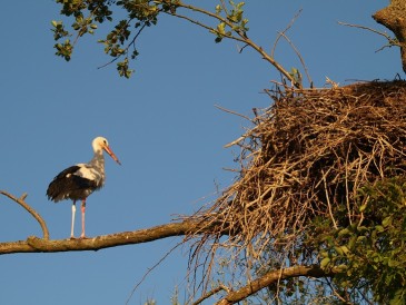 Storch an der Gersprenz, Foto: M. Hudde