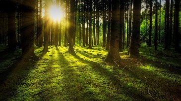 Wald mit Licht - Quelle: Pixabay